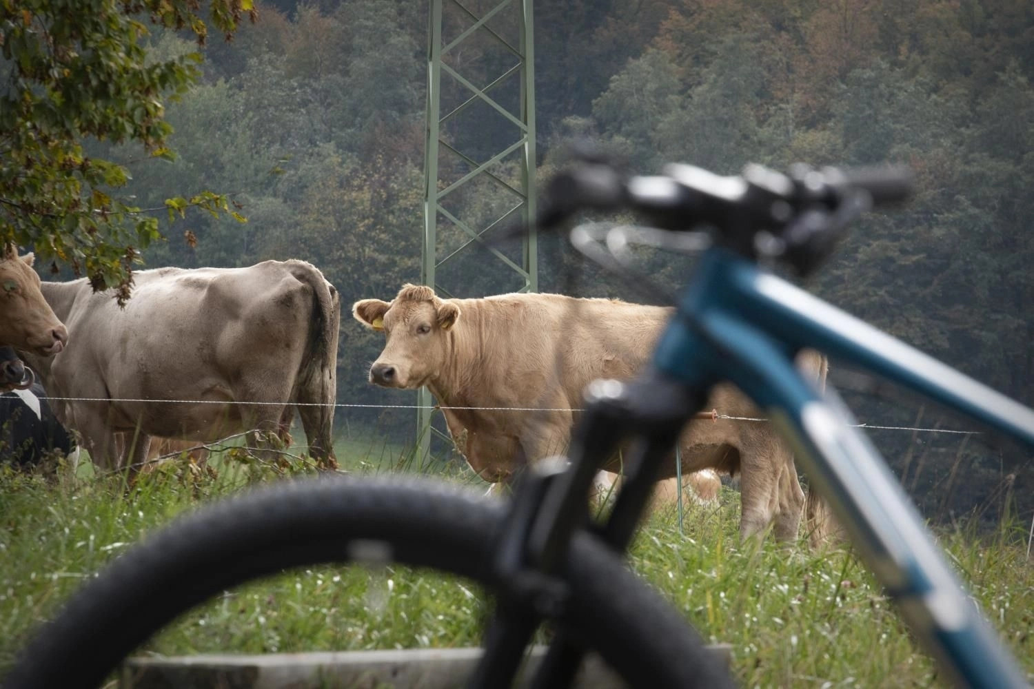 MTB Superior XF 919 RC 6 MTB Superior XF 919 RC - Image 6